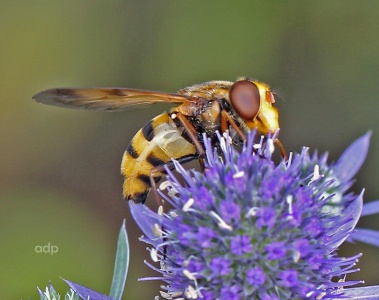 Volucella inanis, female, Alan Prowse